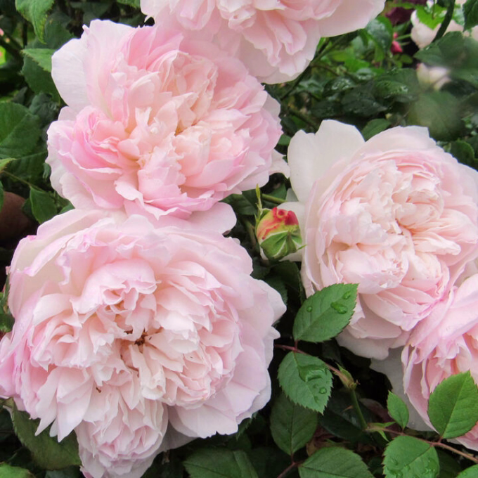 日本月季  丝柔/丝绸  浓香四季花 株型饱满矮长势旺 小山内健作