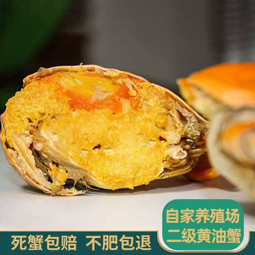 黄油蟹膏油蟹特大膏蟹全母蟹