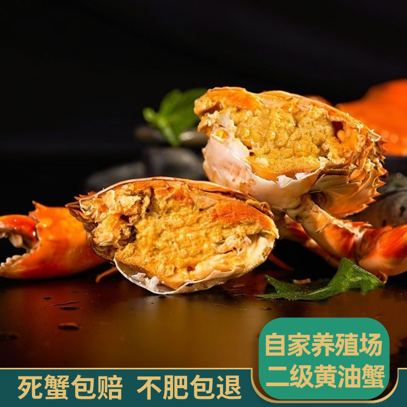 正宗黄油蟹膏油蟹鲜活母蟹海鲜二级特大8两单只青蟹源头直发包活