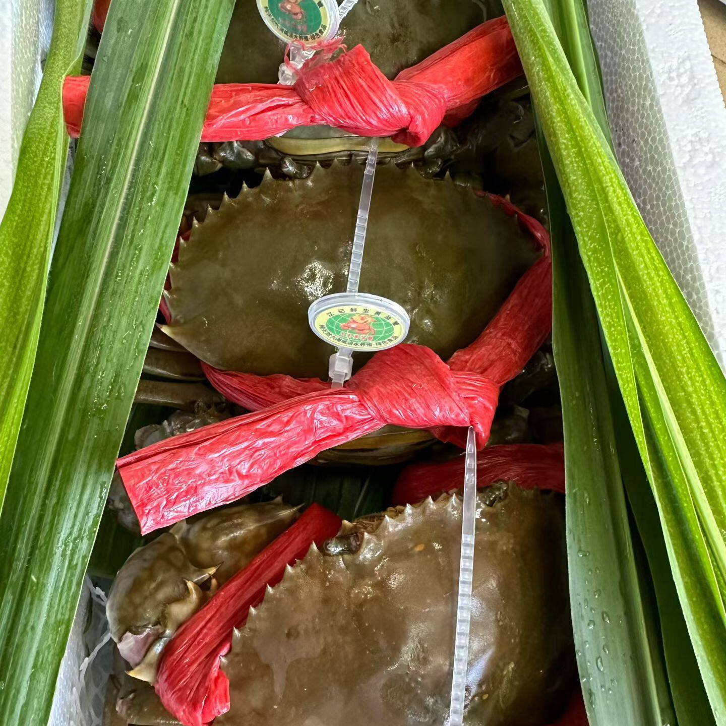 广州南沙黄油蟹奄仔鲜活送达海鲜水产特大螃蟹处女蟹3-5两/只包邮