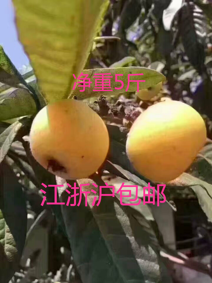 2026苏州东山正宗白玉枇杷农家自产自销鲜时令水果五斤装72颗大果