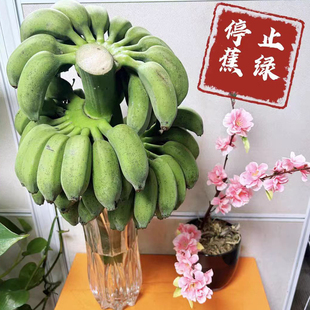 禁止蕉绿 整串带杆芭蕉花办公室水培小米香蕉新鲜连果水养绿植