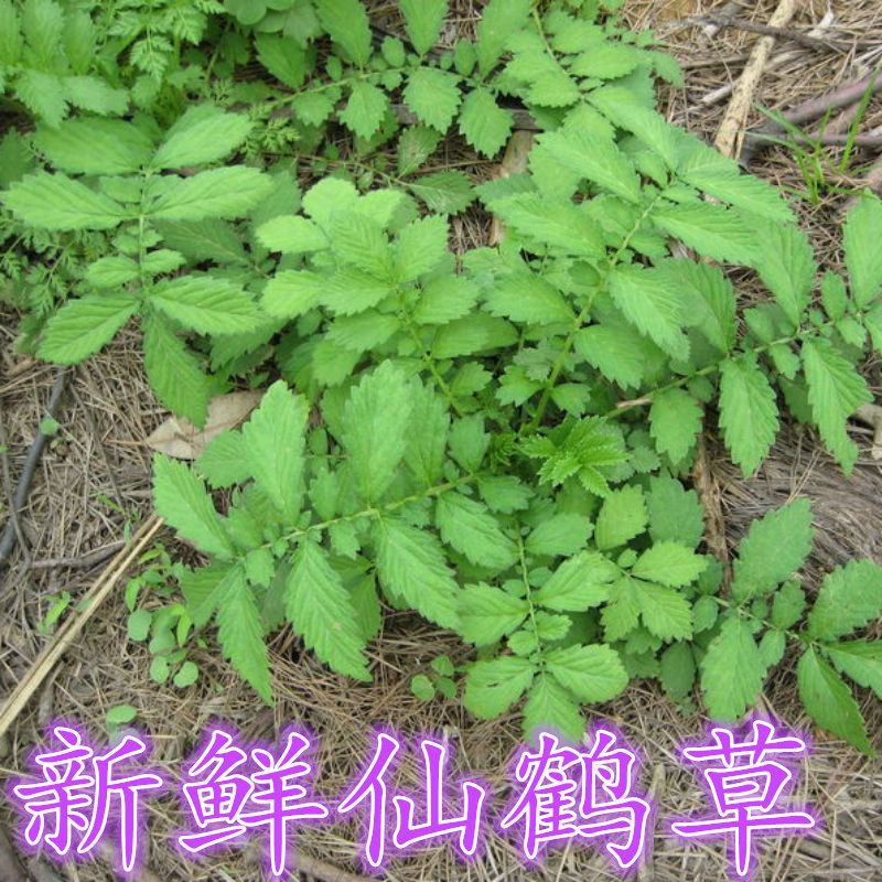 龙牙草仙鹤草止血新鲜图片