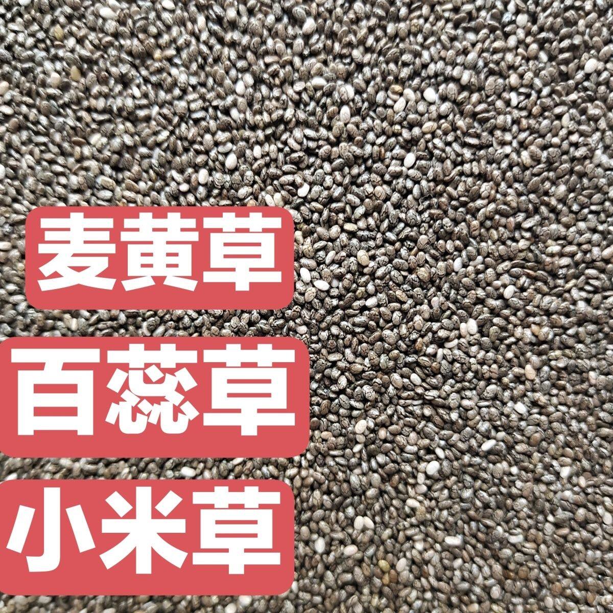 成熟百蕊草 麦皇草 青龙草 百乳草 小米草 细须草 麦黄草种500粒