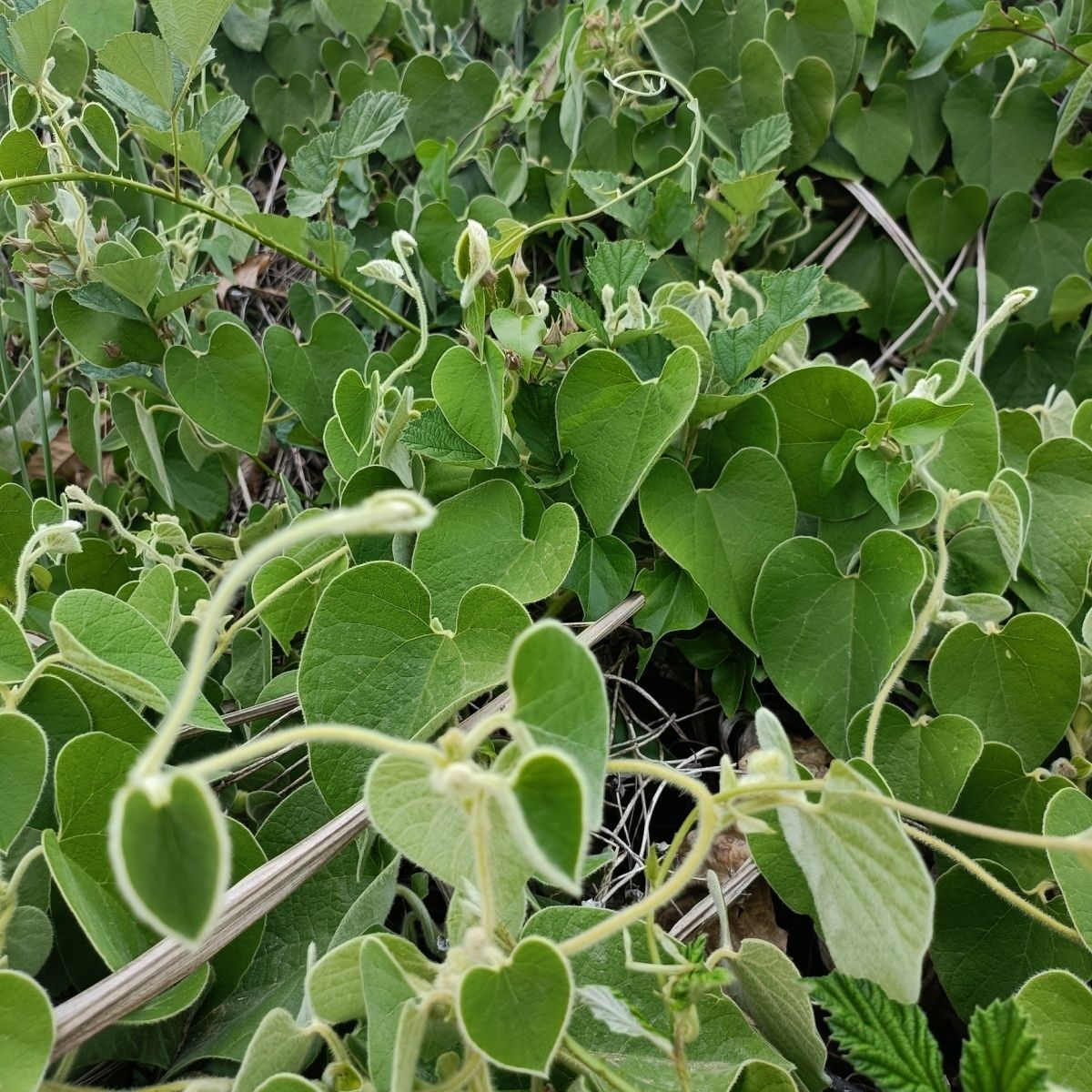 中药材绵毛马兜铃清骨风猫耳朵白毛藤新鲜现采现挖