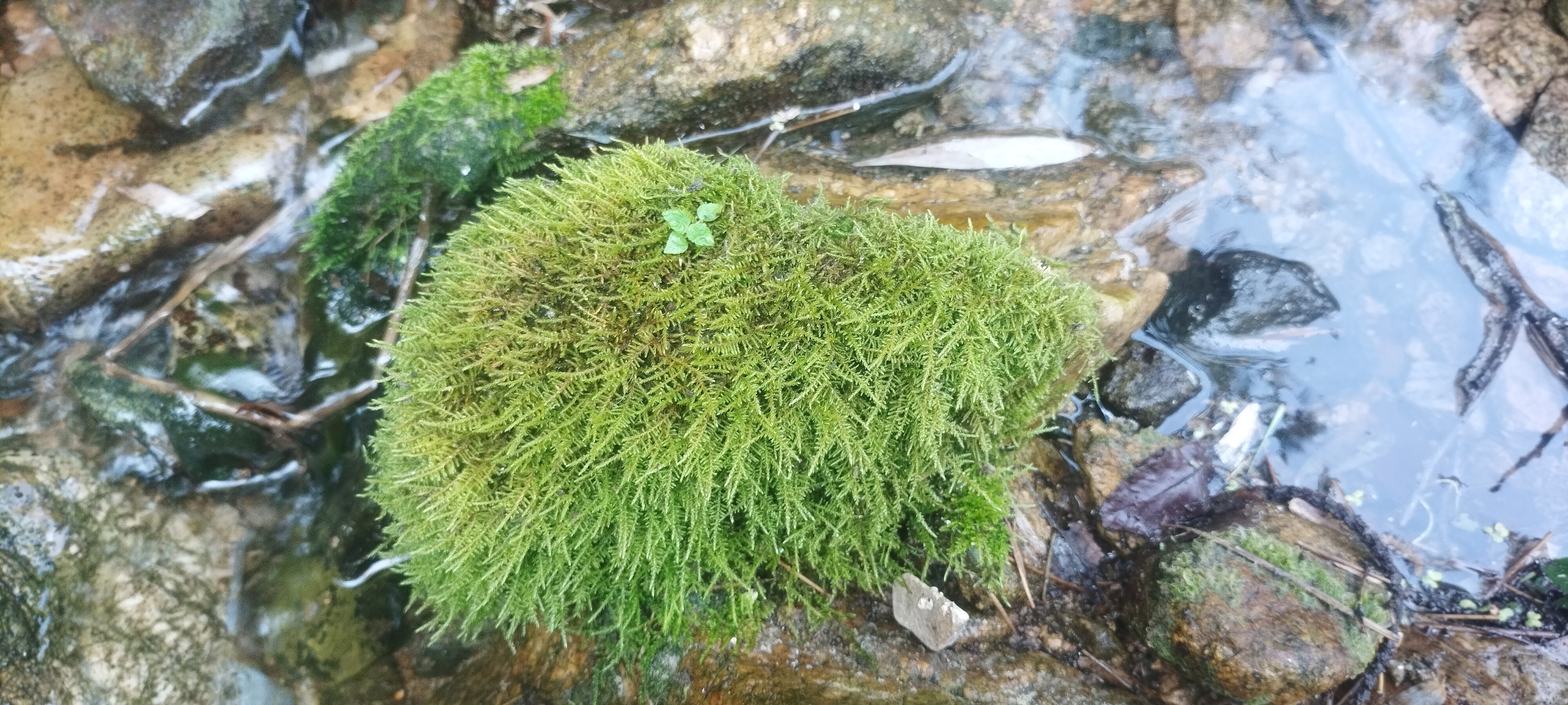 新鲜苔藓绿植养护盆景造景美化