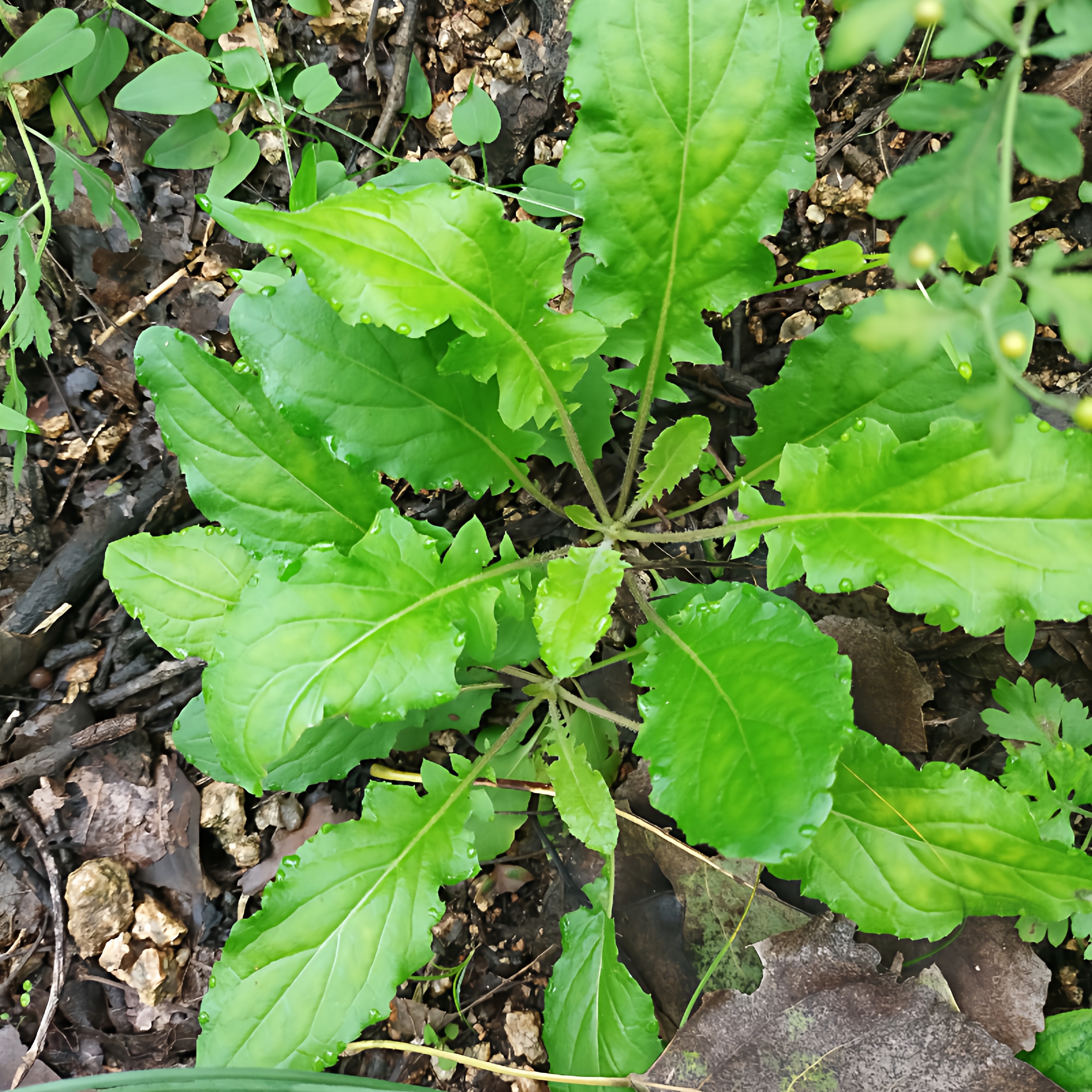 新鲜黄鹌菜 冲天黄 现采假飞龙山芥菜还阳草中药材野芥菜包邮