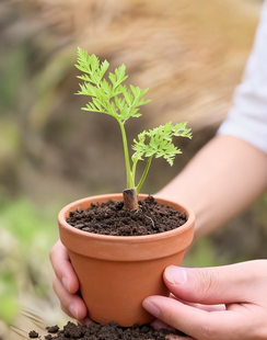 新鲜川芎苗川芎种植老根苗易活盆栽地栽