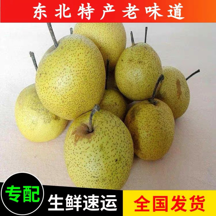 酸梨安梨东北特产正宗辽宁绥中酸梨河北大酸梨开胃酸甜5斤装包邮