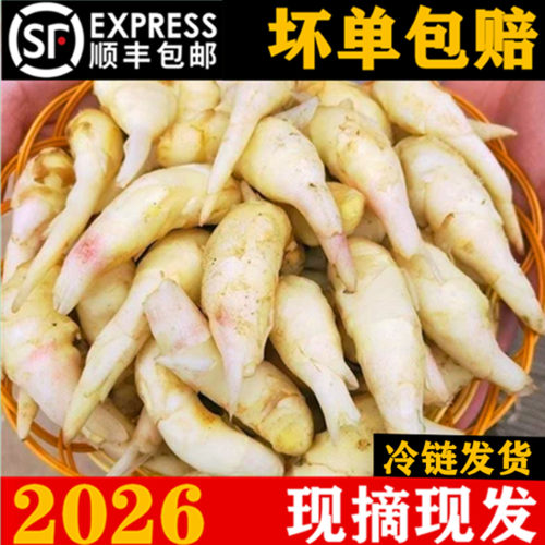 贵州新鲜姜芽仔姜新鲜嫩姜小黄姜