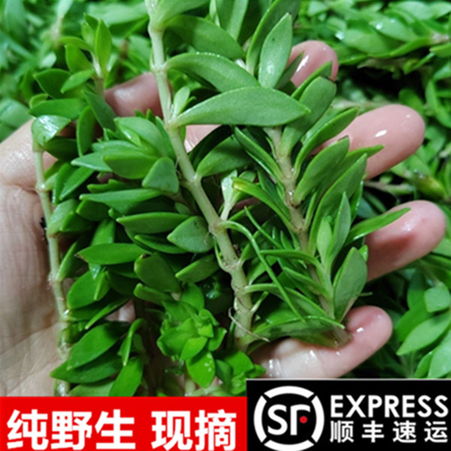贵州野生垂盆草盆草草草食用新鲜狗牙中药菜垂盆草野生