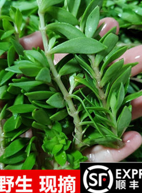 贵州野生狗牙瓣垂盆草中药材