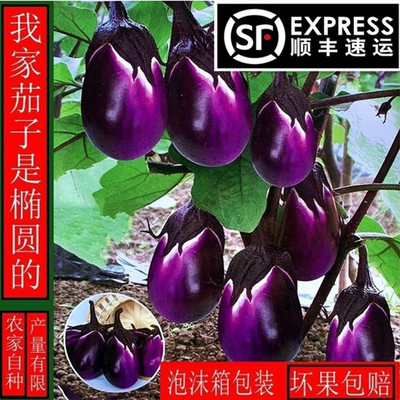 贵州农家新鲜紫茄子圆茄子