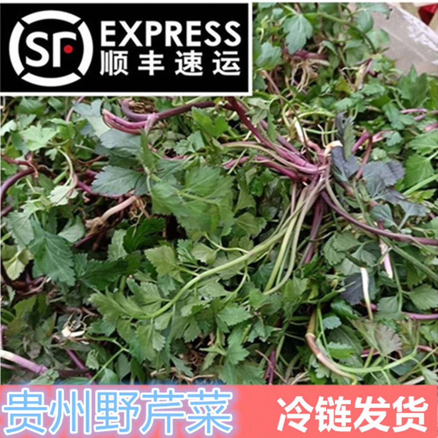 顺丰包邮贵州野芹菜芹菜新鲜野菜旱地野生特产酸菜小叶芹野生芹菜