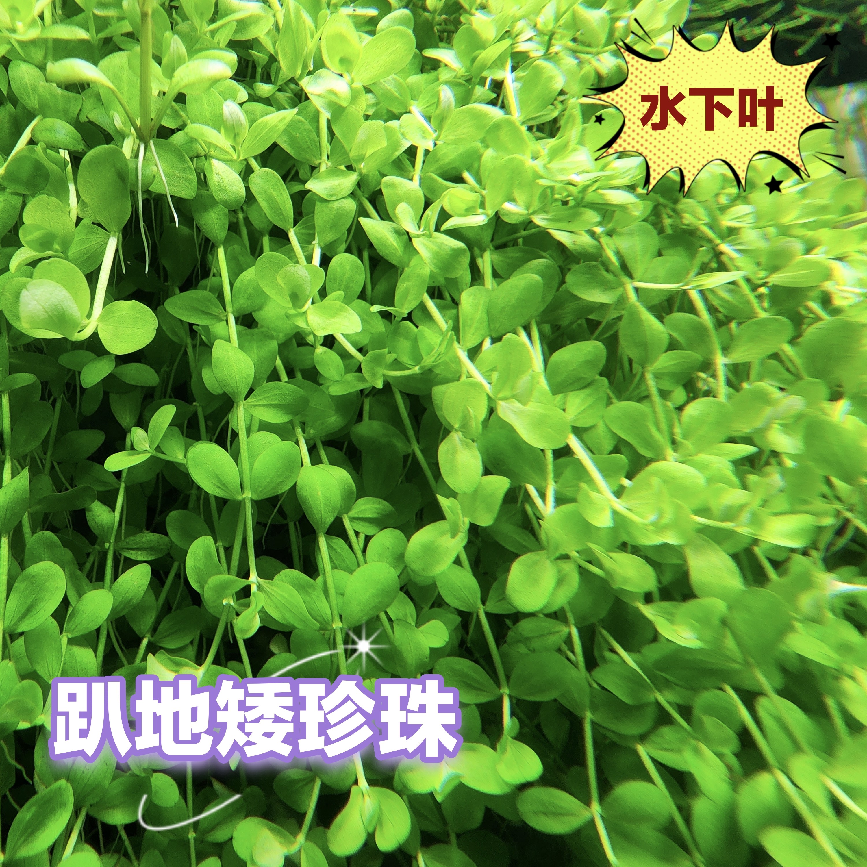 趴地矮珍珠爬地矮珍珠水下叶前景草阳性草鱼缸水族箱造景装饰