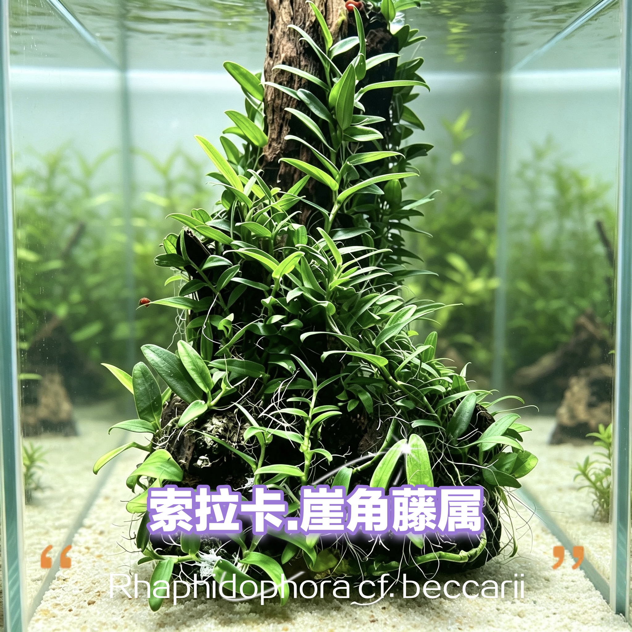 索拉卡爬藤崖角藤属水陆缸雨林缸造景状态良好叶片阴性草