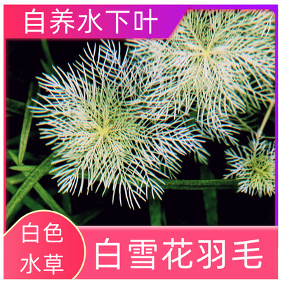 白雪花羽毛水草中景草荷兰景稀有高端新品白色水草