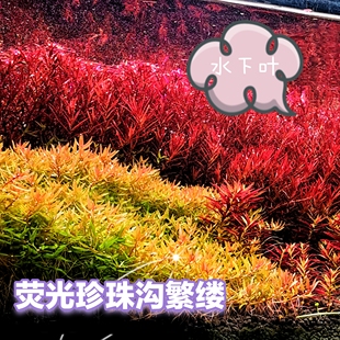 荧光珍珠沟繁缕前景趴地水草水下叶荷兰景菜园子红色前景真草造景