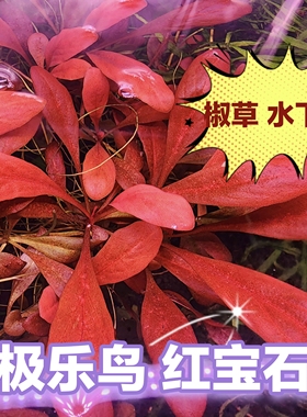 极乐鸟红宝石椒草原生水草稀有前中景水下叶鱼缸草缸造景阴性红色