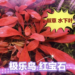 极乐鸟红宝石椒草原生水草稀有前中景水下叶鱼缸草缸造景阴性红色