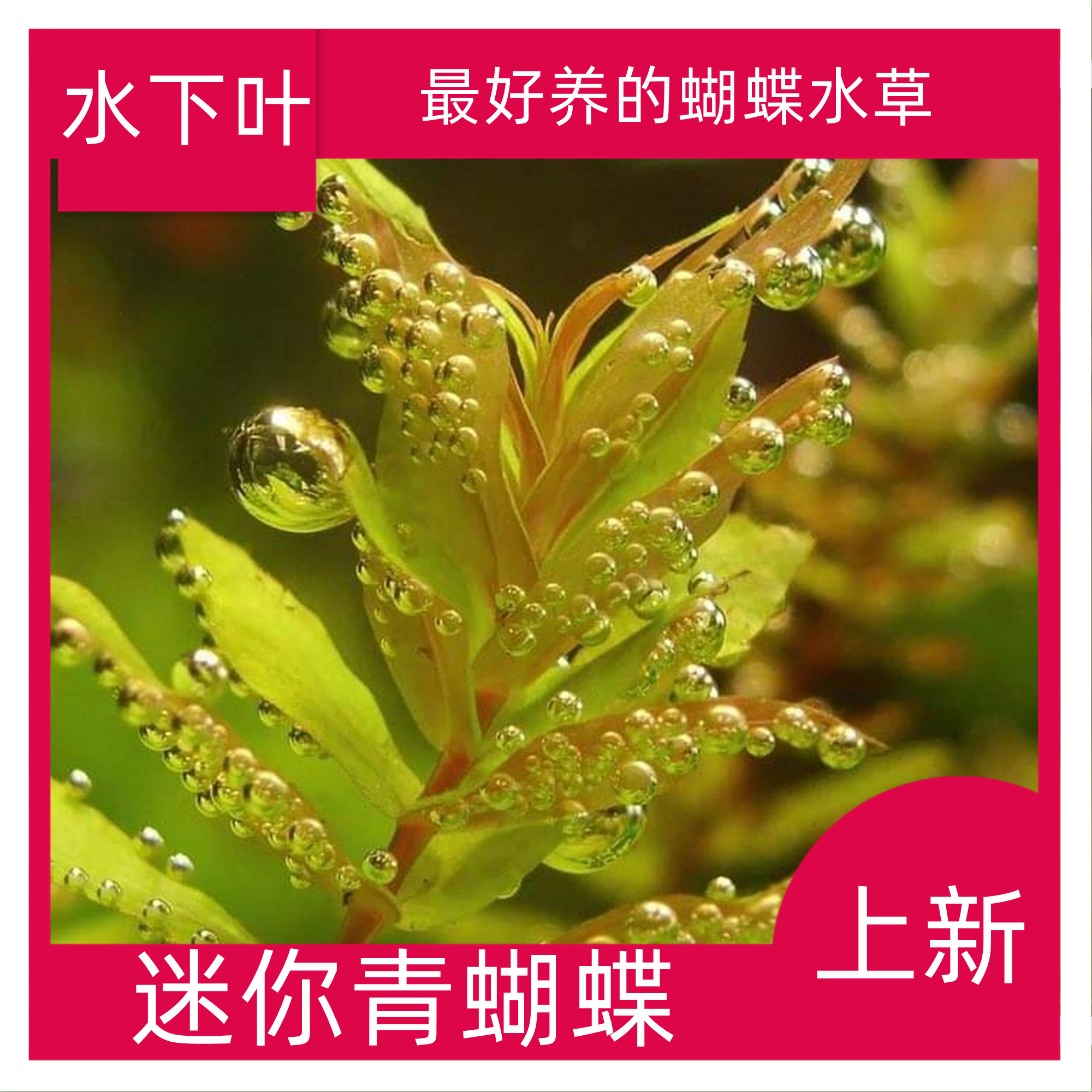 绿蝴蝶迷你青蝴蝶阳性草好养易养造景中间绿草荷兰景菜园子