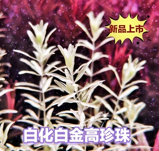 高珍珠白化白金高珍珠真水草缸造景有茎类中景草新品荷兰景菜园子