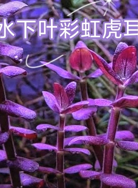 彩虹虎耳水下叶高端新品种水族鱼缸生态缸造景水草中景水草紫色