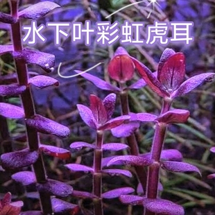 彩虹虎耳水下叶高端新品种水族鱼缸生态缸造景水草中景水草紫色