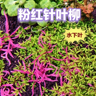 粉红针叶柳水下叶水草中前景草缸造景荷兰景鱼缸淡水水草高阶新品