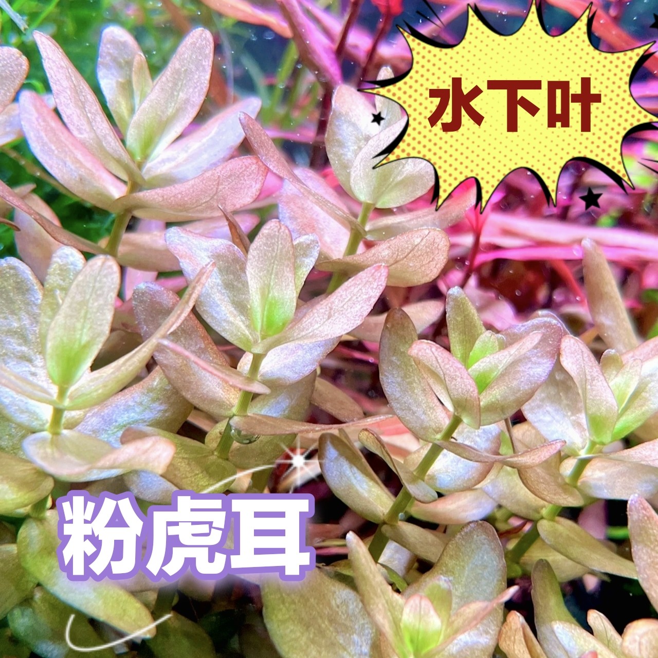 粉虎耳中景水下叶鱼缸新手水草荷兰景菜园子红色水草彩虹