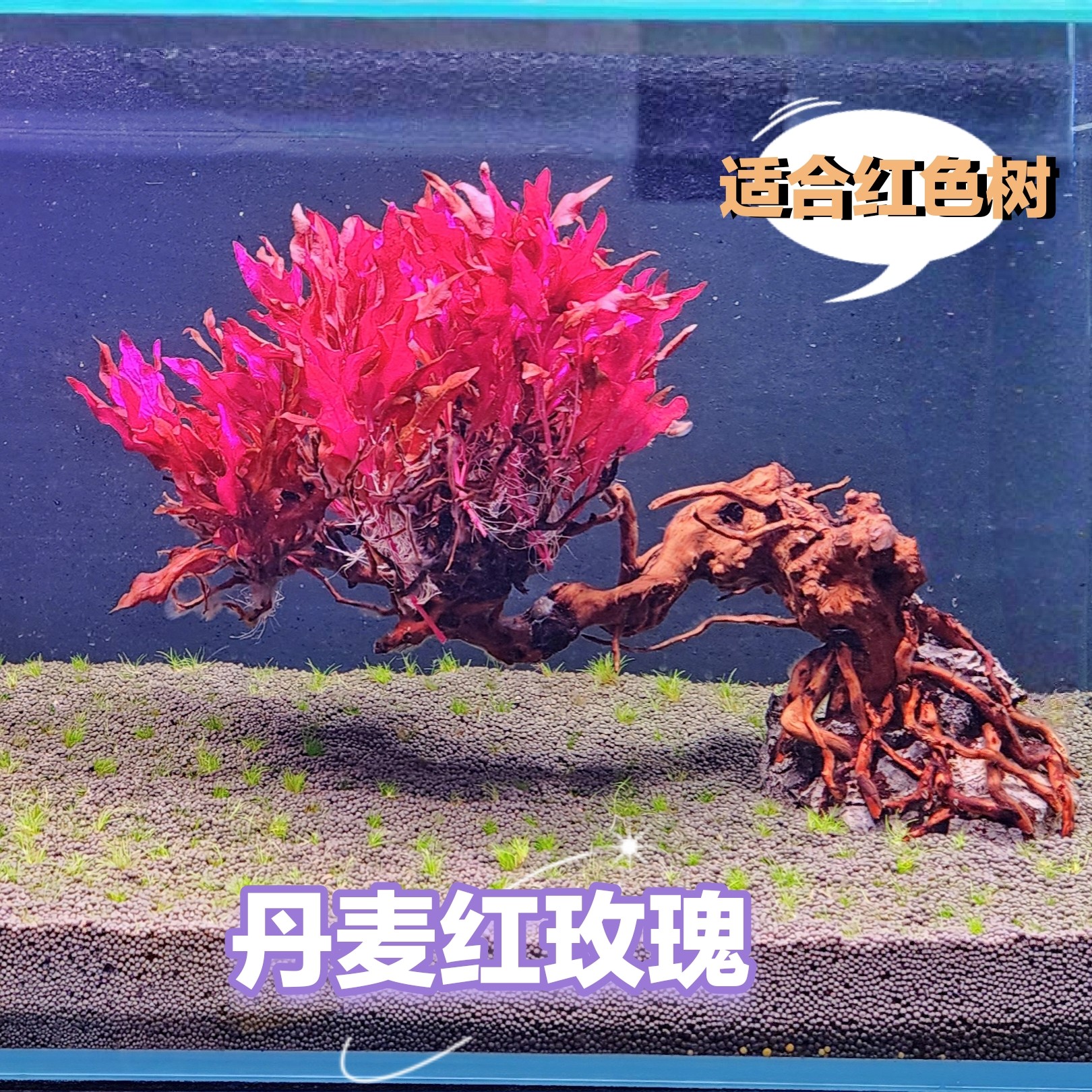 丹麦红玫瑰水草后景草缸造景水下叶中景草新品荷兰景草