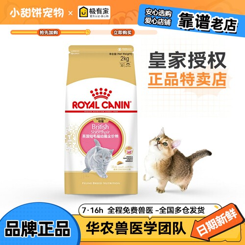 皇家英短2kg金渐层幼猫