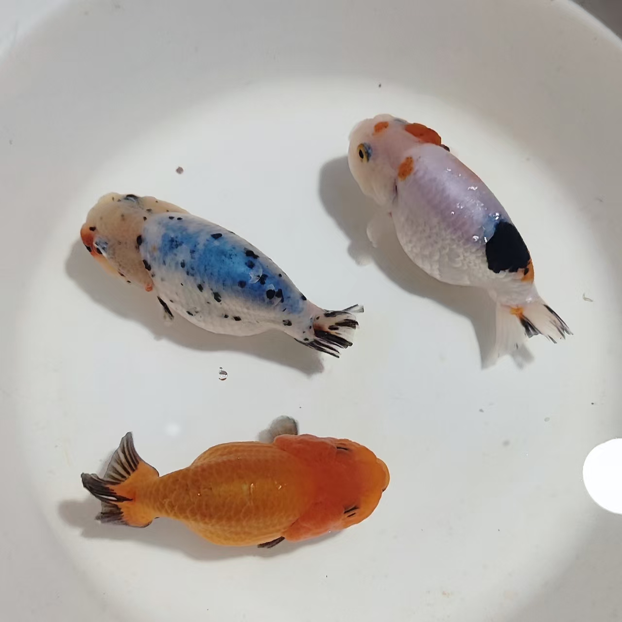 活体金鱼淡水小型兰寿泰狮