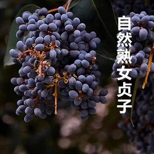 山区野生女贞子药材正品天然野生女贞子茶男人泡酒冬青树籽包邮