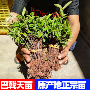 巴戟天苗广东高要树苗正宗高产广东肇庆德庆药材中药材鸡肠风包邮