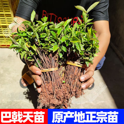 巴戟天巴戟天苗种苗药材