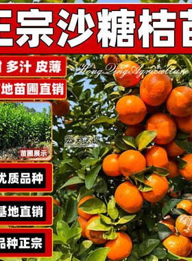 沙糖桔树苗正宗四会砂糖橘苗橘子无籽早熟嫁接高产多汁果树苗