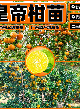 皇帝柑树苗广东德庆贡柑嫁接果树苗正宗柑桔苗贡桔南方大橘子苗