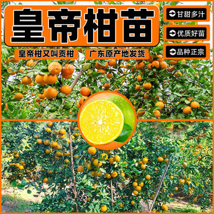 皇帝柑树苗广东德庆贡柑嫁接果树苗正宗柑桔苗贡桔南方大橘子苗