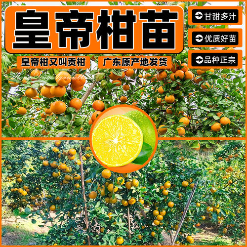 皇帝柑树苗广东德庆贡柑嫁接果树苗正宗柑桔苗贡桔南方大橘子苗