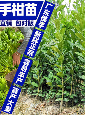 佛手苗广东佛手柑苗金佛手果种苗香橼观赏药材用盆栽地栽果苗