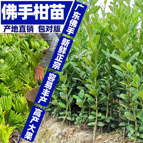 佛手苗广东佛手柑苗金佛手果种苗香橼观赏药材用盆栽地栽果苗