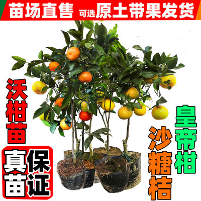 皇帝柑沙糖桔南方种植沃柑嫁接