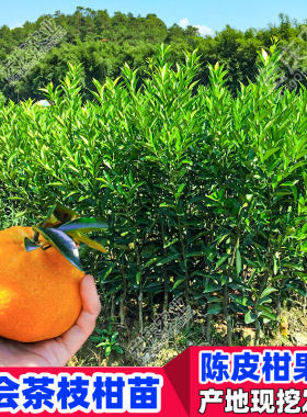 新会陈皮柑苗正宗茶枝柑苗大红柑小青柑二红柑新会柑嫁接果树苗