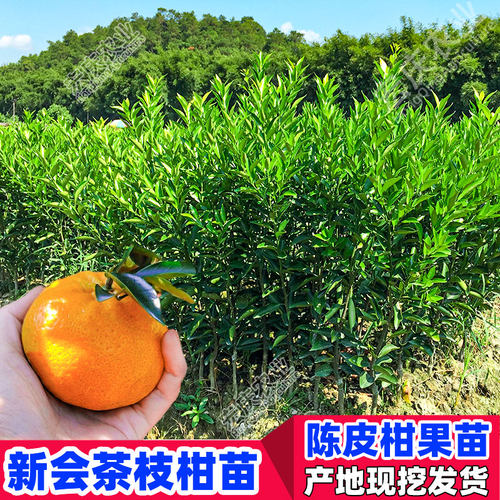 新会陈皮柑苗正宗茶枝柑苗大红柑小青柑二红柑新会柑嫁接果树苗