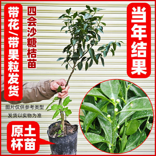 果树苗砂糖橘嫁接无核树苗