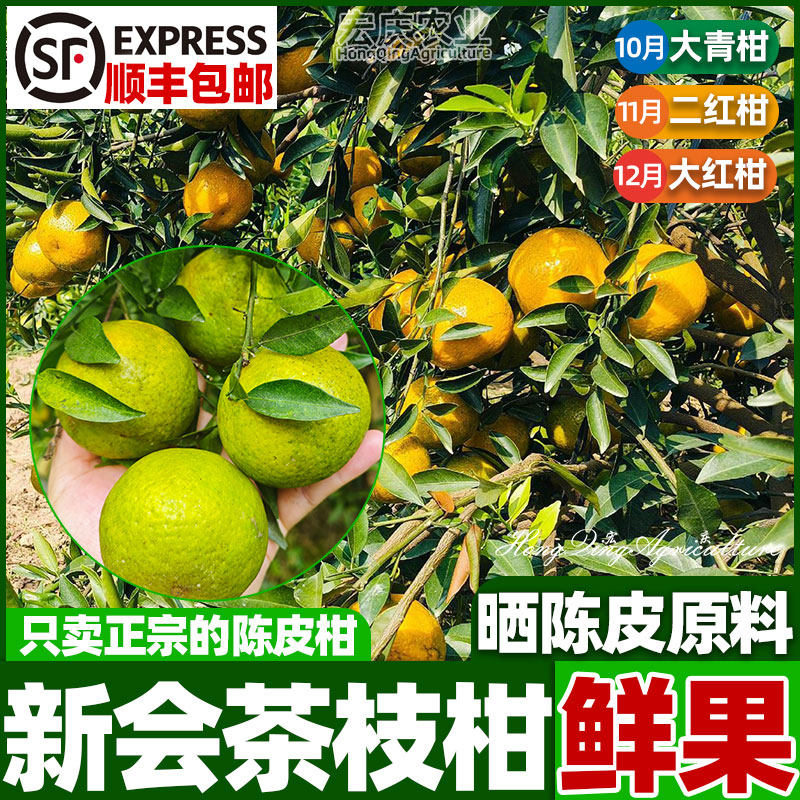 【晒陈皮专用果实】新会柑茶枝柑二红柑大红柑正宗陈皮柑鲜果,水产肉类/新鲜蔬果/熟食,桔子,淘宝优惠券,粉丝福利购,淘宝优惠卷