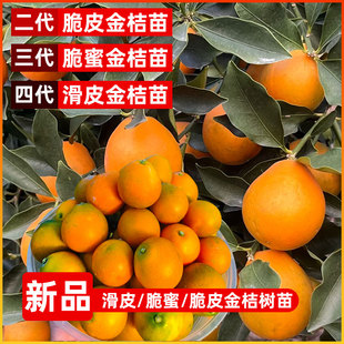 脆蜜金桔苗滑皮脆皮金桔四季无籽地栽盆栽广西融安纯甜柑桔果树苗