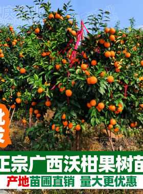 正宗广西武鸣沃柑苗嫁接无籽柑橘苗桔子苗橘子果盆地栽带土树苗