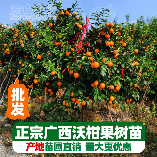 正宗广西武鸣沃柑苗嫁接无籽柑橘苗桔子苗橘子果盆地栽带土树苗